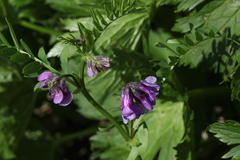 Vicia sosnowskyi