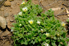 Delosperma lebomboense