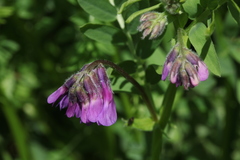 Vicia sosnowskyi
