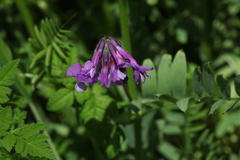 Vicia sosnowskyi