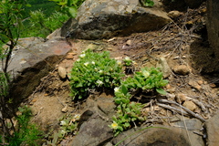 Delosperma lebomboense