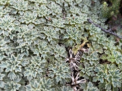 Bolax gummifera