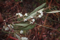 Eucalyptus dalrympleana