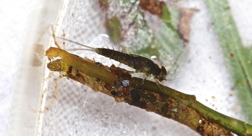 Nectopsyche exquisita