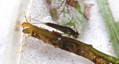 Nectopsyche exquisita
