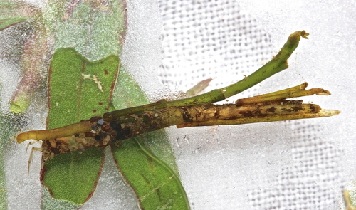 Nectopsyche exquisita photo 3
