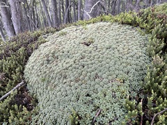 Bolax gummifera