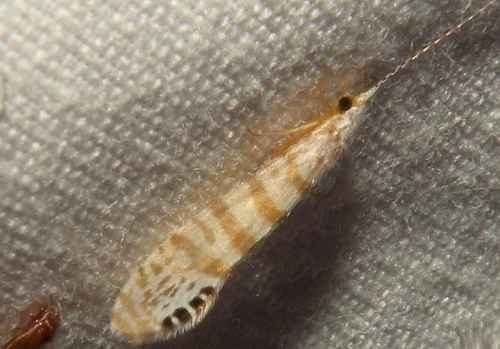 Nectopsyche exquisita photo 4