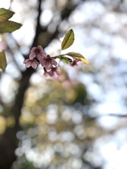 Prunus cerasoides