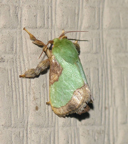Stinging Rose Caterpillar Moth