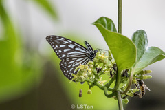 Ideopsis vulgaris macrina