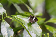 Notocrypta paralysos varians