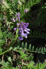 Vicia sosnowskyi