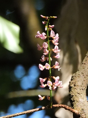 Derris trifoliata