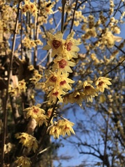 Chimonanthus praecox