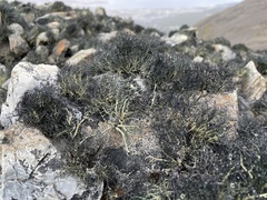 Usnea trachycarpa