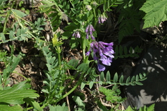 Vicia sosnowskyi