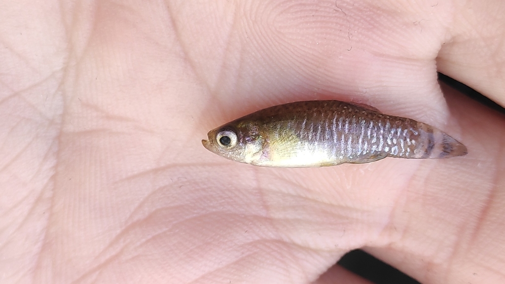 Spanish Killifish