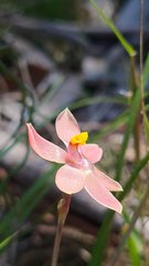 Thelymitra × macmillanii