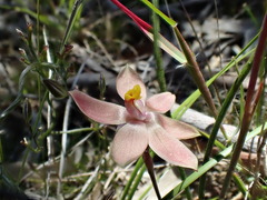 Thelymitra × macmillanii