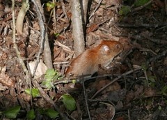 Clethrionomys glareolus