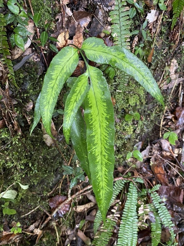 Coniogramme japonica iNat (3)