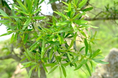 Euclea schimperi daphnoides