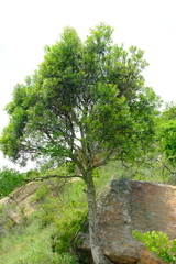 Euclea schimperi daphnoides