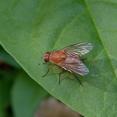 Phaonia pallida