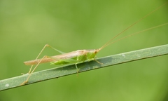 Conocephalus conocephalus
