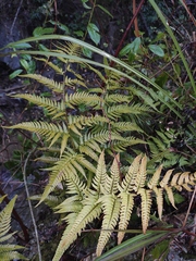 Dryopteris varia