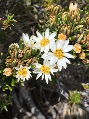 Olearia ledifolia