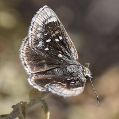 Hesperopsis libya