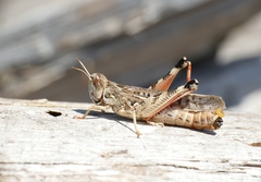 Dociostaurus maroccanus