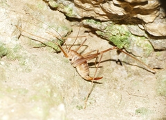 Dolichopoda azami
