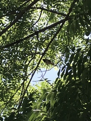 Aves