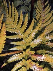 Dryopteris varia
