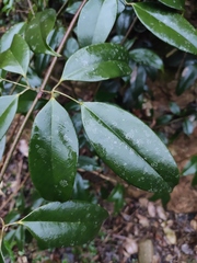 Jasminum lanceolarium