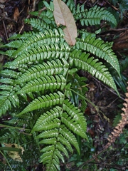 Dryopteris championii