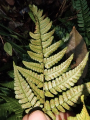 Dryopteris championii