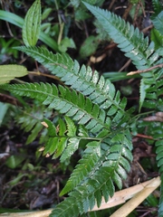 Arachniodes aristata