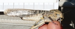 Locusta migratoria cinerascens