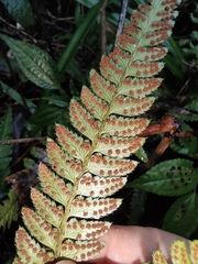 Arachniodes aristata