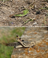 Locusta migratoria cinerascens