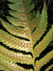 Anisocampium sheareri