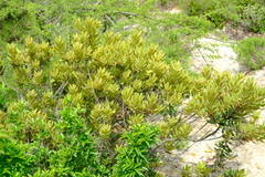 Euclea natalensis natalensis