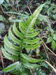 Anisocampium sheareri