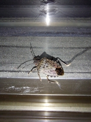 Halyomorpha halys