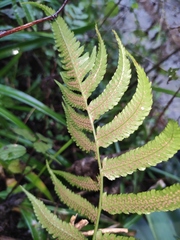 Anisocampium sheareri