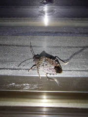 Halyomorpha halys